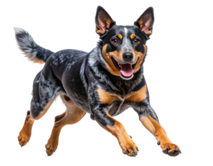 Australian Cattle Dog Running in Herding Stance with Tongue Out, Dynamic Transparent Cutout”