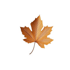 Fototapeta premium Detailed close-up of an autumn leaf against a black background.