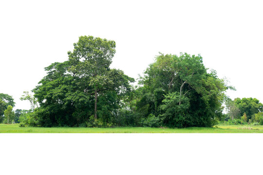 
Green trees isolated on white background forest and summer foliage for both print and web with cut path .