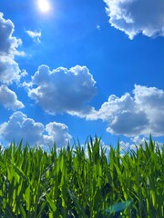 Obraz premium Green Cornfield Under Bright Blue Sky