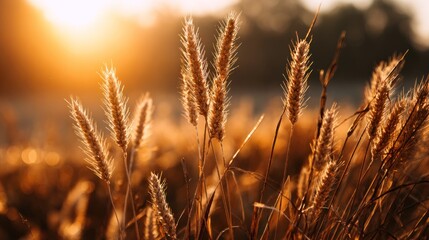 Fototapeta premium Golden wheat field at sunrise