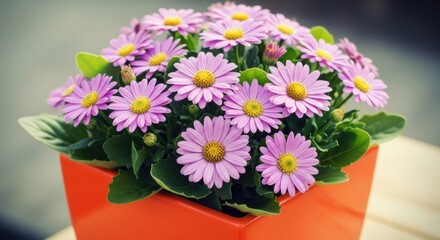 Obraz premium Beautiful potted purple daisy flowers with green leaves in an orange planter