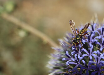 Bee on thistle flower, macro, isolated from background. Close-up.