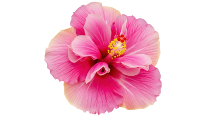 Isolated Pink Hibiscus Flower