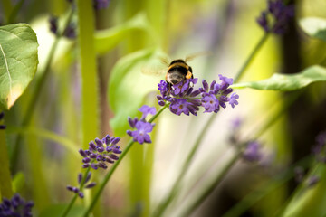 a bumblebee on the blossom at a summer day