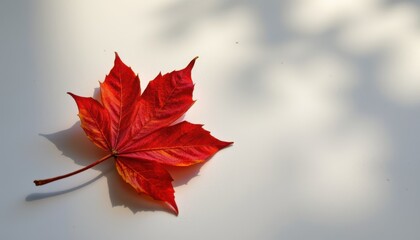 a single red maple leaf lying on smooth white paper background with soft autumn light, perfect for inspirational quotes or seasonal greeting card design.