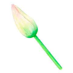 Beautiful pink and green tulip bud, hand drawn in watercolor, delicate realistic illustration isolated on white background. Suitable for designing cards, posters, labels, decoration, etc.