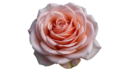 Isolated Pink Rose Flower