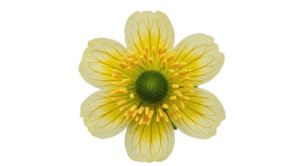 Isolated Meadow Buttercup Flower