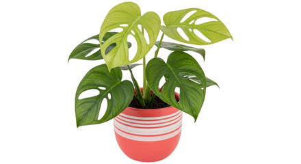 Isolated swiss cheese plant in pot
