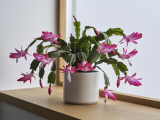 Pink Schlumbergera cactus blooming in a light gray pot