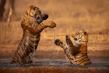 Royal bengal tiger pose with beautiful background. Amazing tiger in the nature habitat. Wildlife scene with dangerous beast. Hot weather in wild India. Panthera tigris tigris. © photocech