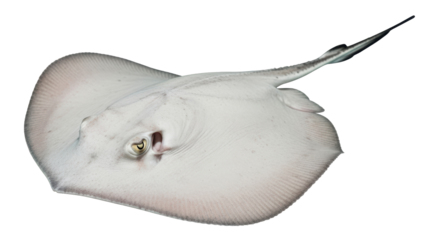 Isolated Stingray