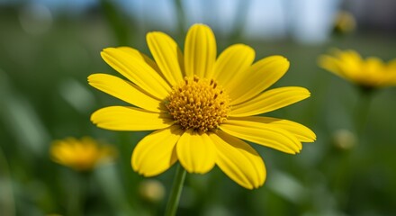 Bright Yellow Wildflower in Bloom - A single, vibrant yellow wildflower in full bloom, sharply focused against a soft green background. Other wildflowers are softly blurred in the background