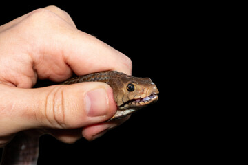 Safely necking a Mozambique Spitting Cobra (Naja mossambica), KwaZulu-Natal, South Africa. Against a black background.