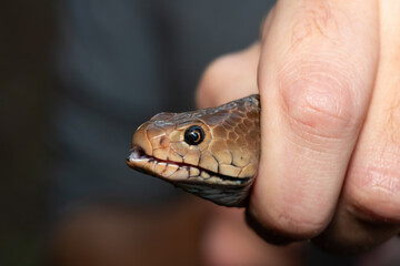 Safely necking a Mozambique Spitting Cobra (Naja mossambica), KwaZulu-Natal, South Africa