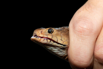 Safely necking a Mozambique Spitting Cobra (Naja mossambica), KwaZulu-Natal, South Africa. Against a black background.