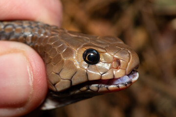 Obraz premium Safely necking a Mozambique Spitting Cobra (Naja mossambica), KwaZulu-Natal, South Africa
