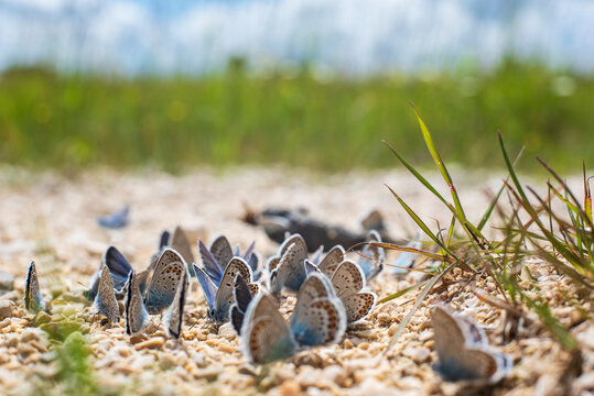 male common blue butterflies coming together on a gravel path