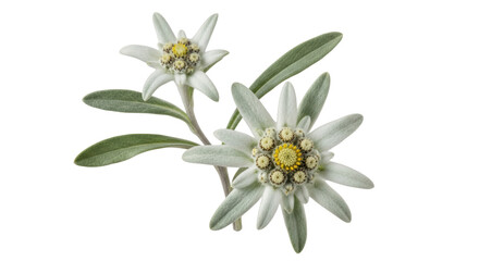 Isolated Edelweiss Flowers
