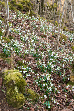 a slope in a forest in swabian alb covered with spring snowflake flowers