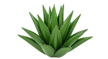 Fototapeta premium Isolated Aloe Vera Plant