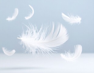 white feather isolated on white background