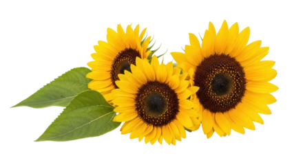 Isolated Sunflower Group