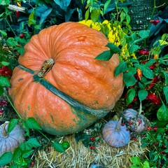 Giant Pumpkin in Lush Autumn Garden
