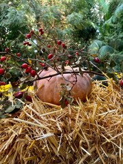 Autumn Pumpkin Nest with Wild Rose Branches