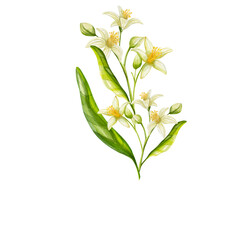   Watercolor Lemon Border and Garland Clipart on Black. Hand-painted watercolor lemon garland and floral border with leaves and blossoms on black background. Perfect for wedding decor, invitations, la