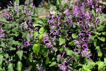 Cluster of small purple tubular flowers blooming on green leafy stems, with a blurred background highlighting vibrant natural textures.