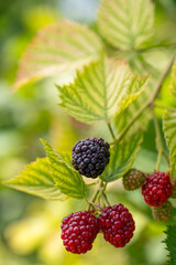 Ripe blackberries on plant branch with green leaves, close-up berry clusters, fresh blackberries ripen in garden