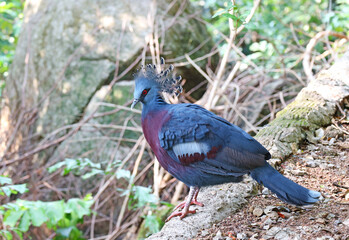 Impressive Victoria Crowned Pigeon with Its Elaborate Crest of Lacy Feathers and Red Irises