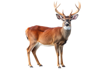Fototapeta premium Majestic deer with antlers standing isolated on transparent background