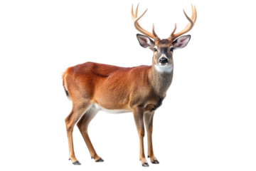 Majestic deer with antlers standing isolated on transparent background