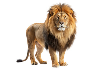 Obraz premium Male lion with golden and black mane looking forward, isolated on transparent background