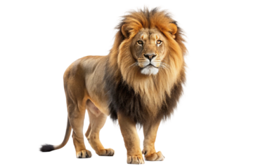 Male lion with golden and black mane looking forward, isolated on transparent background