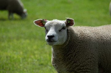 Fototapeta premium sheep in the field