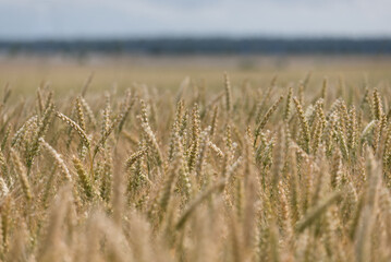 AGRICULTURE - Wheat on the farm field