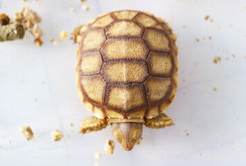 Baby Sulcata Tortoise Sleeping in Warm Sunlight