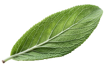 Fototapeta premium Close up of a single vibrant green sage leaf with detailed texture and prominent veins