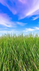 Fototapeta premium Lush Green Grass Field Under a Blue Sky with Pink Clouds