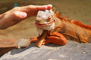 Hand Touching a Friendly Vibrant Orange Color Green Iguana Relaxing in the sunlight