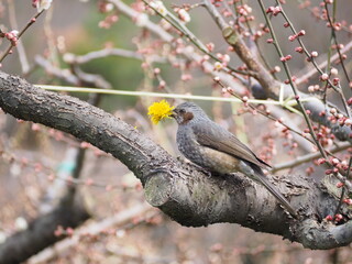 タンポポに夢中のヒヨドリ