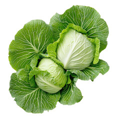 Obraz premium Fresh Green Cabbage Heads with Vibrant Leaves Arrangement Ideal for Culinary, Gardening, Healthy Eating, Organic Food and Farm Fresh Themes