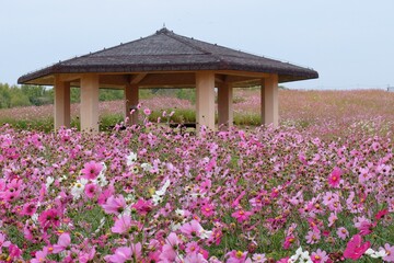 A serene gazebo surrounded by a vibrant field of pink and white cosmos flowers in full bloom at Uminonakamichi Seaside Park, Fukuoka, Japan. Perfect for nature and travel themes.