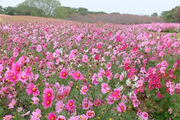 Beautiful field of pink cosmos flowers in full bloom at Uminonakamichi Seaside Park, Fukuoka, Japan. A stunning display of nature's beauty with vibrant colors and lush greenery.