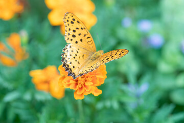マリーゴールドの花にとまるツマグロヒョウモン