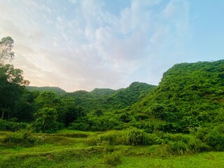 Obraz premium landscape with green forest
